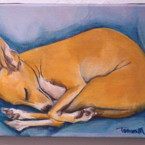 sleeping italian greyhound